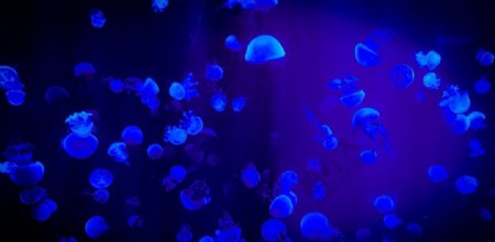 水母海蜇唯美梦幻