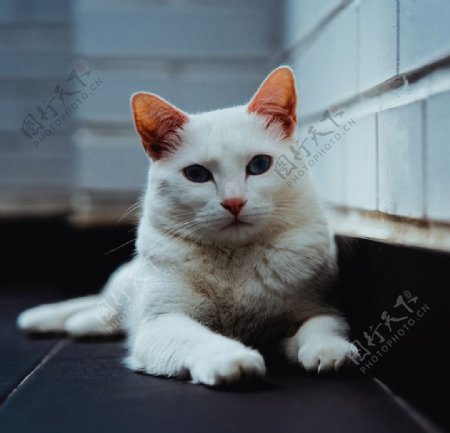 白色的猫