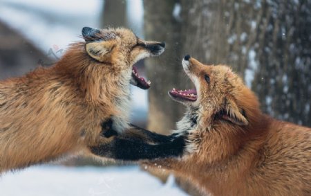 两只狐狸打架