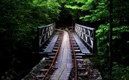 绿色森林桥铁轨