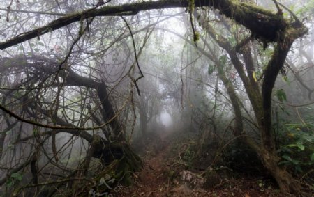 薄雾森林