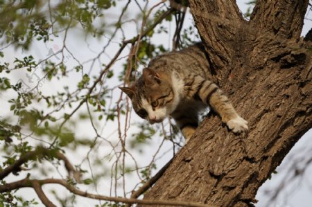 猫咪爬榆树