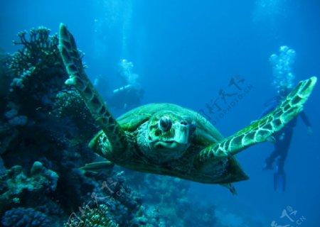 游弋的海龟