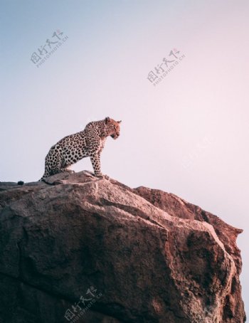 豹子猎豹非洲山顶悬崖背景素材