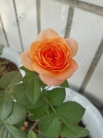 一枝橙色玖瑰花