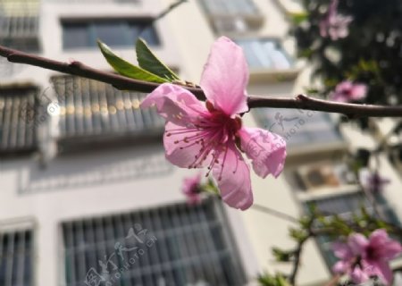 春天的一支桃花花朵