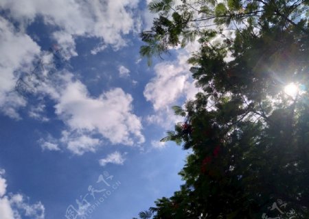 蓝天树云
