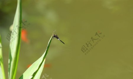 夏日蜻蜓