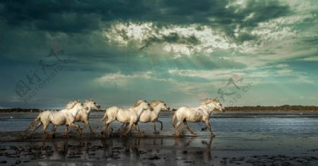 河滩奔跑的白马群