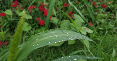 雨后草水珠子