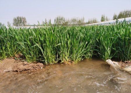 麦田灌溉