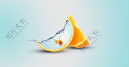 创意橘子橙子养鱼