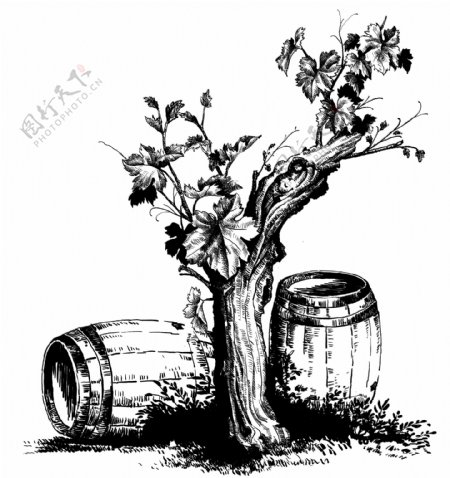 葡萄叶酒桶图片
