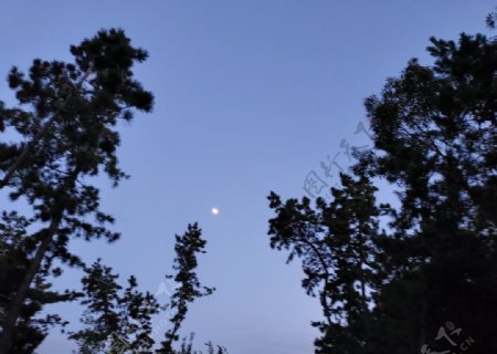 树林中的月亮