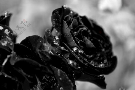 灰色玫瑰