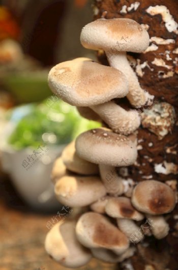 鲜蘑菇