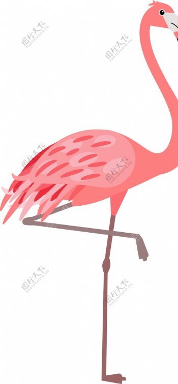 粉红火烈鸟