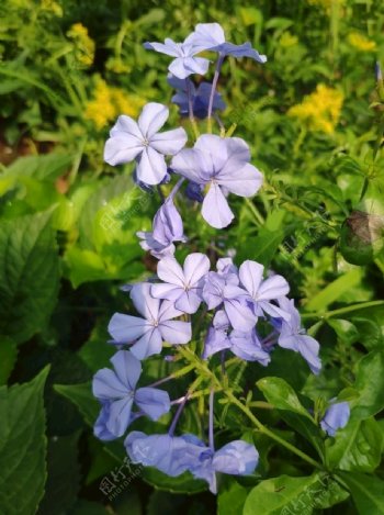 蓝雪花