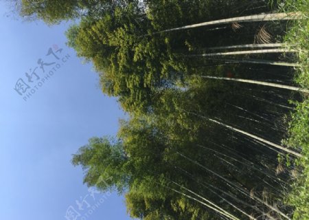 竹林与蓝天