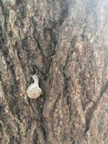爬树的蜗牛