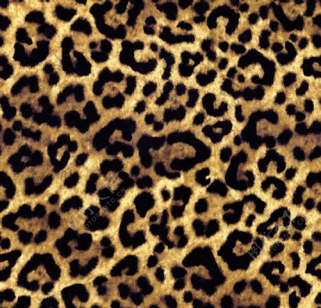 豹背景动物纹理装饰面