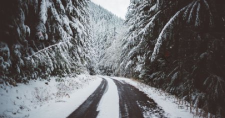 森林公路大雪松树风景