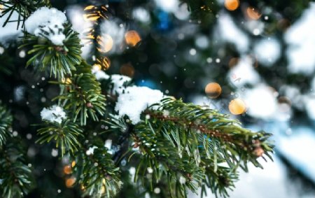 树木冬季圣诞节自然背景素材