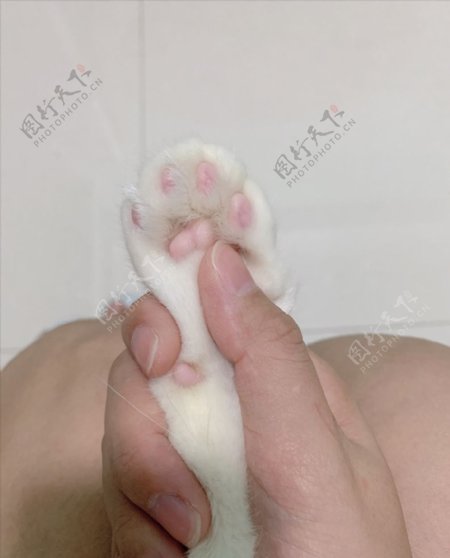 粉嫩猫爪子