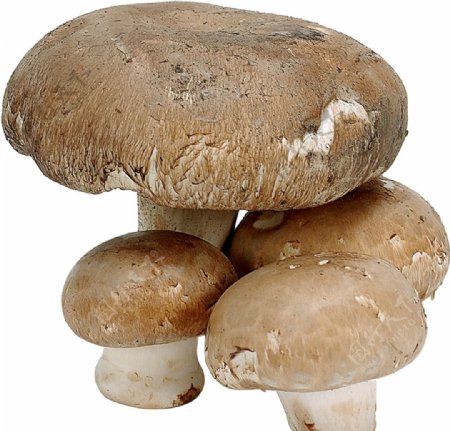 好吃的蘑菇