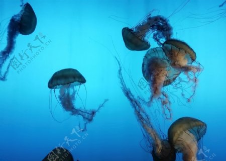 海刺水母