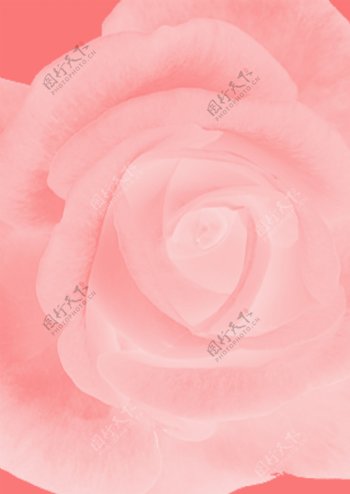 玫瑰花背景图