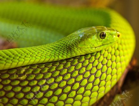 自然生物蛇类摄影