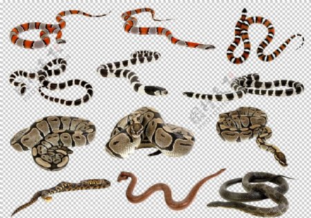 自然动物蛇图案
