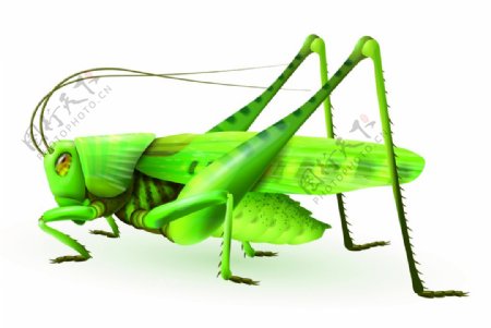 昆虫蚂蚱生物装饰素材