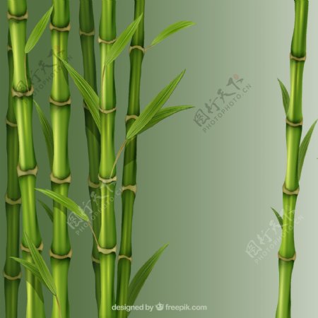 竹芦苇