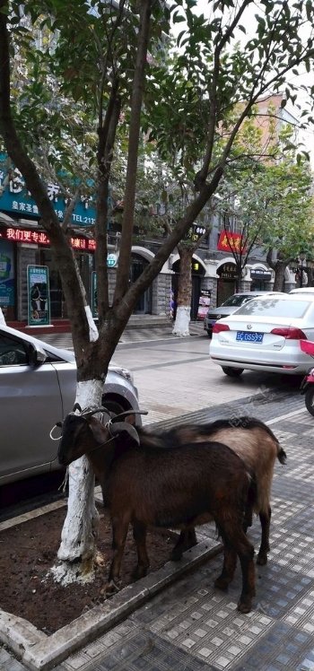 古城街道树下的绵羊