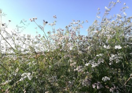 白色菜花图片