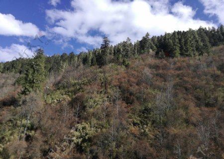 高山雪松森林图片