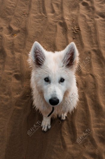 小狗宠物白色自然生态背景素材图片