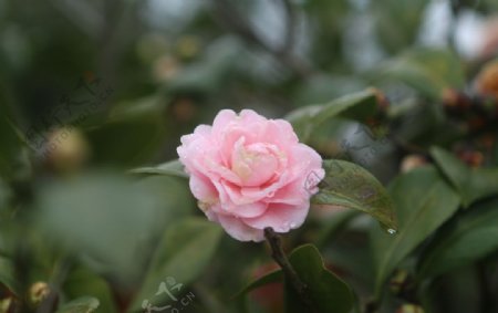 粉色山茶花图片