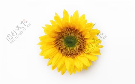 向日葵花朵黄色花瓣背景图片