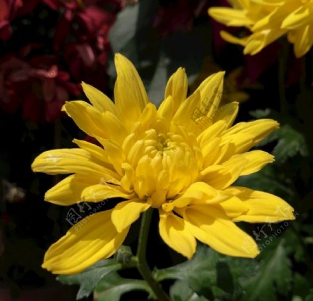 金色菊花花朵图片
