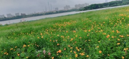菊花风景图片