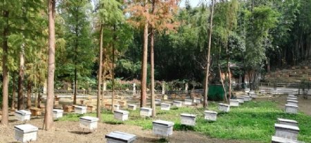 蜜蜂养殖场图片
