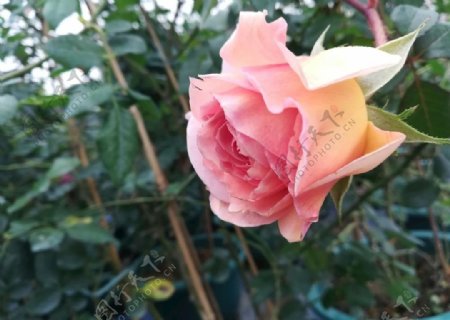 含苞的玫瑰花图片