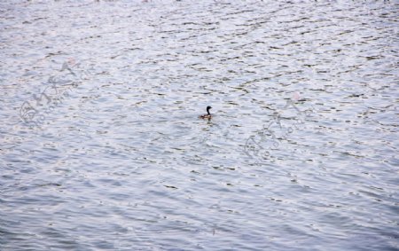 湖中图片
