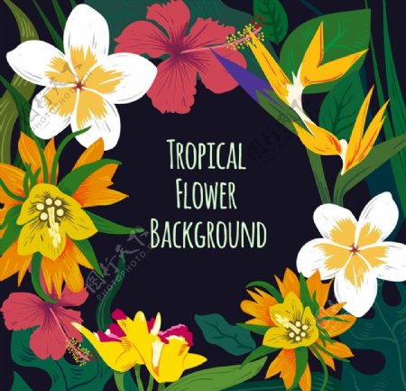 彩绘热带花卉边框图片