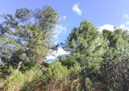 绿树风景图片