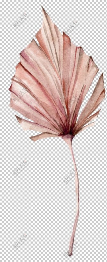 植物花朵装饰图案图片