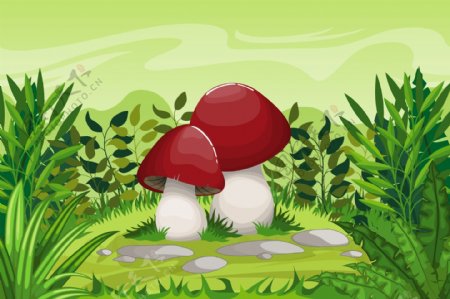 草地里的蘑菇图片